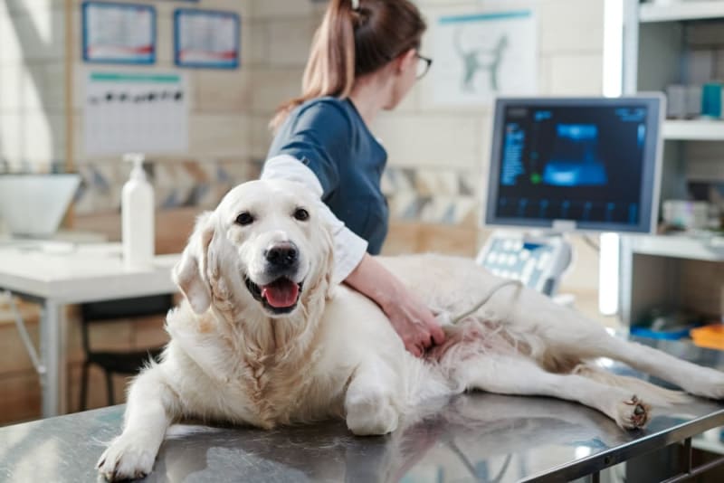  Animal Ultrasonograhpy Center Meerut NCR